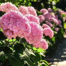 30 Hydrangea seeds, shrub seeds, for outdoor planting and home garden maintenance, perfect for yard decoration, gardening, and accents