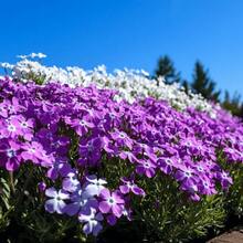 100 Phlox Seeds, Shrub Seeds, Outdoor Planting and Home Garden Maintenance, Ideal for Garden Decoration, Gardening, and Decoration