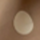 卡其大波點