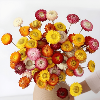 18 Stems Natural Dried Chamomile Flower Bouquet, Suitable For Bohemian And Farmhouse Style, Ideal For Weddings, Living Room, Bedroom, Dining Table, Office Home Decor, DIY Floral Arrangement, Beautiful Gift, Autumn Decor, Essential For Easter, Mother's Day, Father's Day, Graduation, Vase Filler, Birthday Gift And Decoration, Christmas Decor, Room Decoration