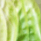 白綠