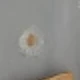 hoa cúc