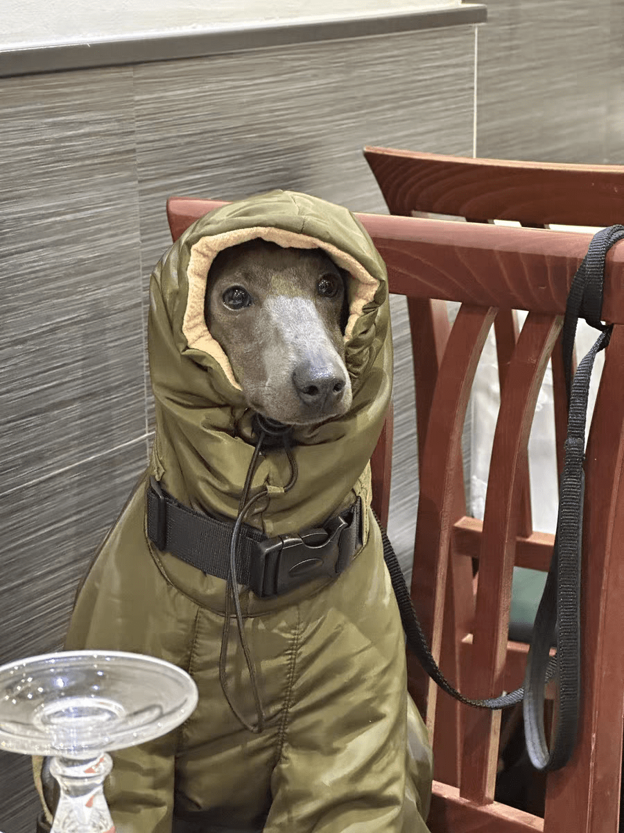 Abrigo de perro de algodón acolchado grueso y cálido para husky, whippet y galgo en estilo de madera de invierno
