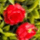 Red-22.4 Inch-2 Pack