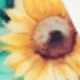girasol
