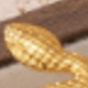 Dorado