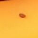 彩色