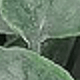 Trắng Xanh