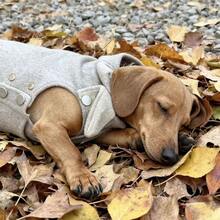 1pc Cute Princess Style Plush Windbreaker Jacket For Small/Medium Dogs, Elegant Pet Clothes For Autumn/Winter - Beige - View 5