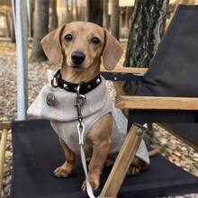 1pc Cute Princess Style Plush Windbreaker Jacket For Small/Medium Dogs, Elegant Pet Clothes For Autumn/Winter - Beige - View 4