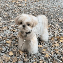 1pc Cute Princess Style Plush Windbreaker Jacket For Small/Medium Dogs, Elegant Pet Clothes For Autumn/Winter - Beige - View 8