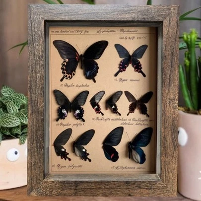 Retro Stereo Hollow Photo Frame Butterfly Insect Shell Plant Specimen Frame Advanced Self-Mounted Display Frame For Home Decor