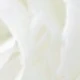 Pure White