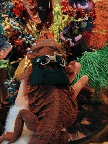 3 Sizes Bearded Dragon Harness Leash Set Adjustable Soft Leather Small Animal Vest For Reptiles, Squirrels, Rats | Easy-On-Off Design Soft Leather Reptile Walking Vest With Traction Rope For Outdoor Training, Ideal For Lizards, Ferrets, Squirrels And Pet Rats Bearded Dragon Training & Walking Essentials Escape-Proof Bearded Dragon Harness