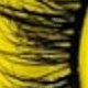 màu đen