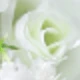 White Green