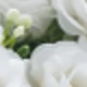 Pure White