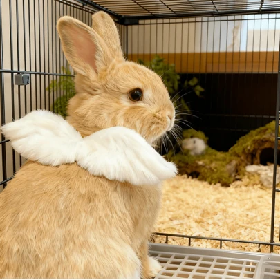 1 pieza Collar ajustable con forma de alas de ángel para mascotas conejos, accesorio decorativo lindo para gatos y perros pequeños