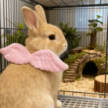 طوق للحيوانات الأليفة على شكل أجنحة ملاك قابل للتعديل، إكسسوار جميل للزينة للقطط والكلاب الصغيرة - مشاهدة 2