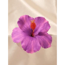 6pcs Hawaiian Flower Hair Clips Women Plumeria Hibiscus Flower Hair Clips Fashion Artificial Flower Hair Clips, Summer Holiday Beach Party Hair Accessories, Bohemian Style Fabric Hair Clips Set, Elegant Women Hair Clips, Summer Women Hair Accessories, Good For Girls Gifts, Valentine's Day Gift Value Set ,Flat Claw Clip, Hair Slide, Hair Claws, School Stuff - 彩色 - 查看 9