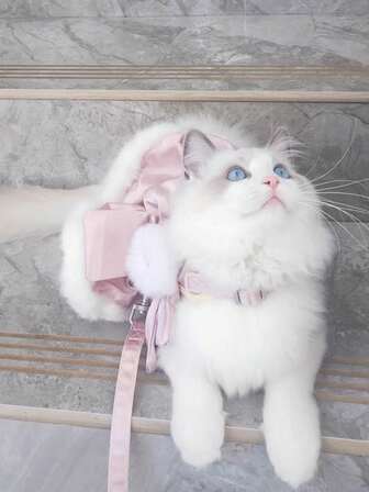 一件公主风连衣裙及牵引带，新款秋冬奢华缎面羊毛裙，适合猫狗穿着