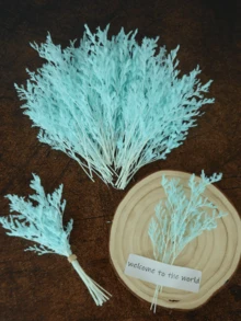 Sky Blue (Lover's Grass)