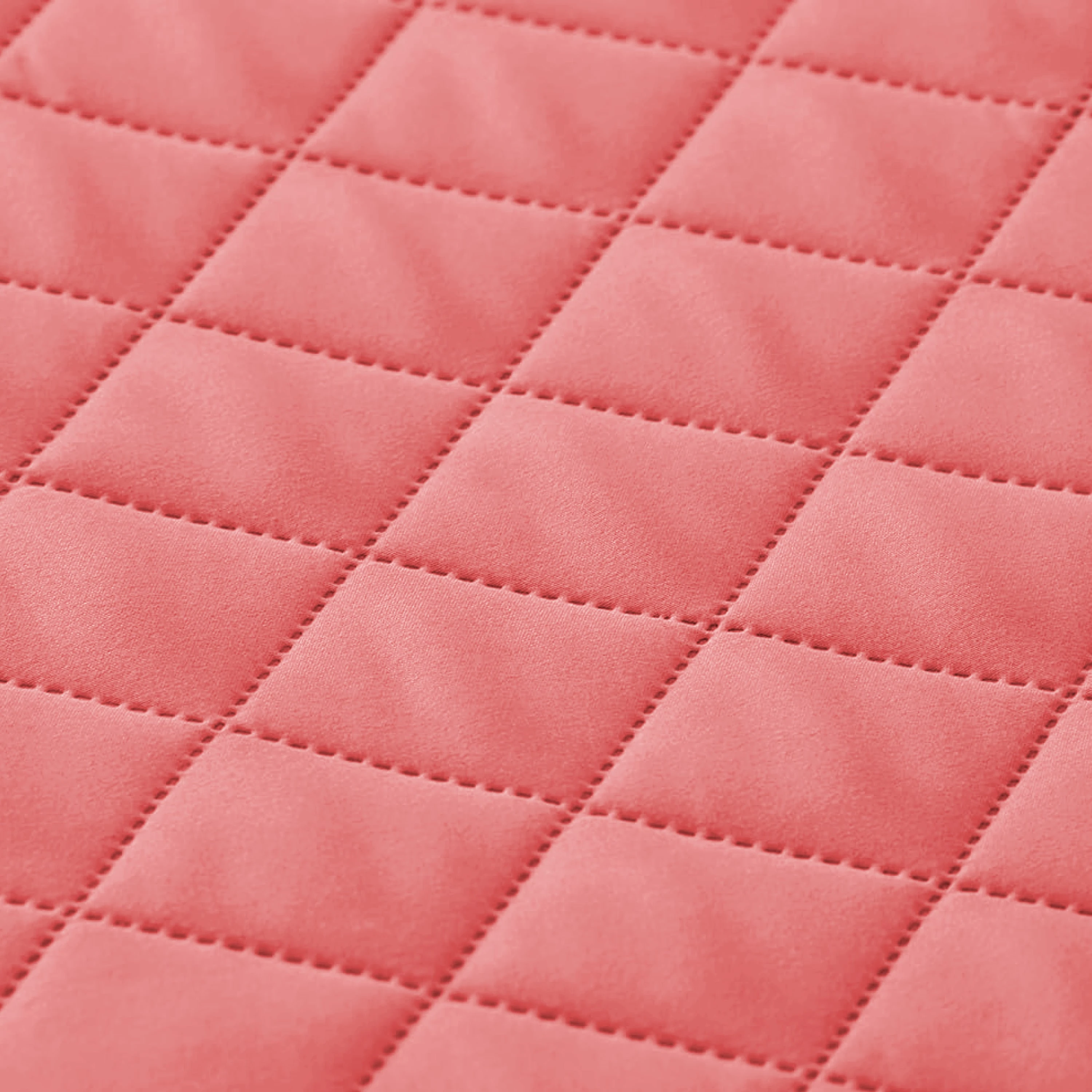 Powder Rose