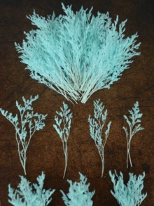 天藍色(情人草)