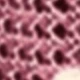Red Violet
