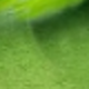 彩色