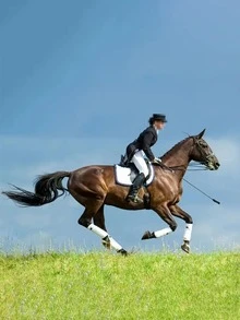 马鞭 - 配有防滑编织手柄和腕带，部分款式饰有红色装饰 - 适用于马术训练、骑乘辅助和犬类训练；可作为各种场合的礼品 - 英国马鞭、马鞭、马术训练工具、骑乘棒、马术训练配件、户外训练鞭、耐用鞭、防滑手柄鞭、节日礼品鞭、骑手专用鞭、马术相关产品