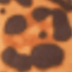 豹