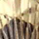 金色