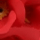 Đỏ