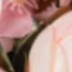 Hồng