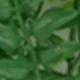 màu xanh lá