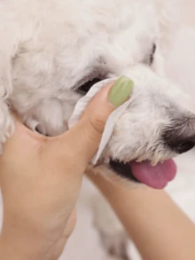 Os lenços umedecidos para limpeza dos olhos de animais de estimação são suaves e não irritantes. Limpam e removem manchas de lágrimas e sujeira. Cuidados com as orelhas sem enxágue. Lenços umedecidos para orelhas de cães e gatos. Produtos para limpeza de orelhas. Lenços umedecidos especiais para limpeza dos olhos de cães e gatos. Lenços umedecidos para limpeza dos dentes de animais de estimação. Lenços umedecidos para remoção de manchas de lágrimas em animais de estimação. Lenços umedecidos para os olhos de animais de estimação. Limpeza de manchas de lágrimas em gatos. Lenços umedecidos especiais para limpeza dos olhos e orelhas de cães e gatos. Lenços umedecidos para orelhas. - Multicolorido - Ver 4