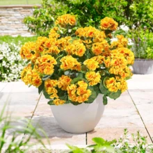 4 Bunches Of Artificial Geraniums For Spring Decoration, Suitable For Outdoor Gardens, Porches, Window Frames, Home Weddings And Other Scenarios, Artificial Flowers In Rose Red, Plastic Flowers For Outdoor Shrubbery, With The Function Of Beautifying The Environment And Adding A Natural Beauty To The Setting, Multiple Colors Match Better (There Are A Variety Of Colors). - 黃色 - 查看 5