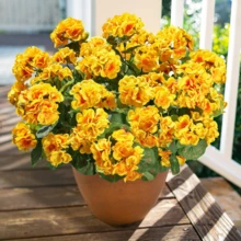 4 Bunches Of Artificial Geraniums For Spring Decoration, Suitable For Outdoor Gardens, Porches, Window Frames, Home Weddings And Other Scenarios, Artificial Flowers In Rose Red, Plastic Flowers For Outdoor Shrubbery, With The Function Of Beautifying The Environment And Adding A Natural Beauty To The Setting, Multiple Colors Match Better (There Are A Variety Of Colors). - 黃色 - 查看 3