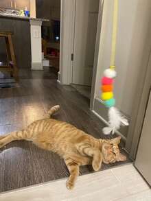 1个互动毛绒猫玩具球 - 发声训练玩具 - 逗猫棒，适合猫咪玩耍和运动，猫玩具，自娱自乐和放松工具，消耗能量，幼猫适用，自动逗猫棒，智能电子猫用品 - 彩色 - 查看 11