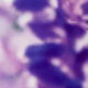 Clary Sage