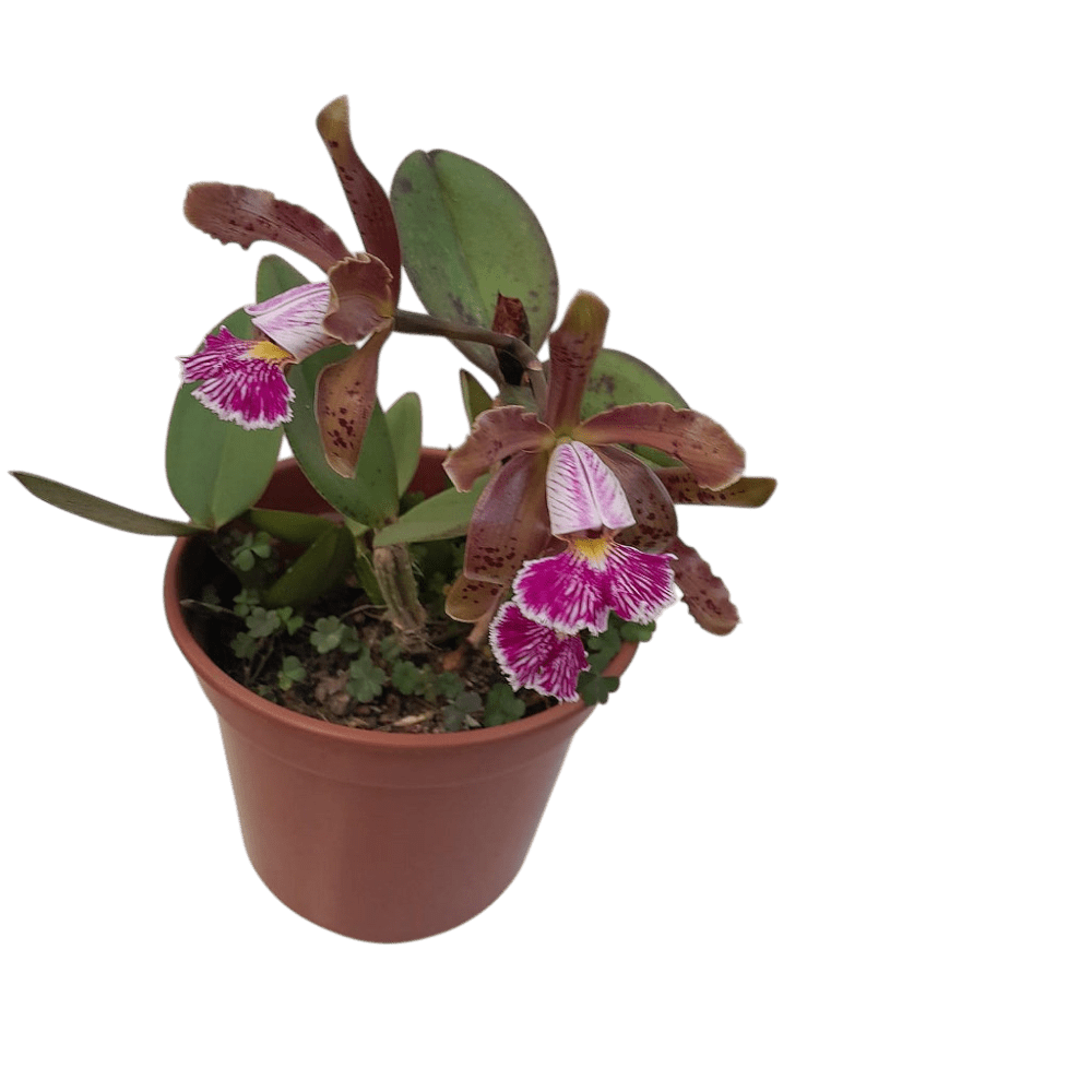 Cattleya schilleriana muda pequena