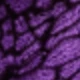 Violet Purple
