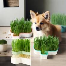 1pc Pet Bowl Kit, Plastic Pet Bowl With Bright Green Lawn, Hydroponic Box And Durable Plastic Tray For Easy Water Change, Perfect For Indoor Gardening And Home Decoration, Modern Pet Bowl - Multicolor - View 4