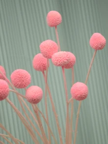 10Pcs/20Pcs Natural Dried Flowers Craspedia Billy Balls Flowers Billy Buttons Floral Bouquet For Flower Arrangements Wedding Home Tall Vase Decor Yellow - Pink - View 3
