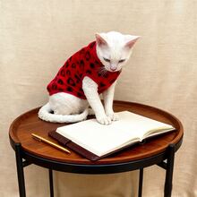 Multi-Color Heart & Leopard Print Pet Vest, Warm Design For Sphynx Cats, Soft Fabric With Unique Print, Fashionable Choice For Autumn/Winter