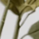 شفاف