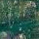 2232 Lírios d'água