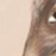 Camouflage Brown