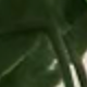 綠色